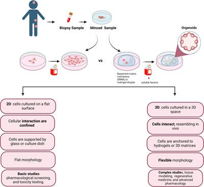 Organoids as a new approach for improving pediatric cancer research